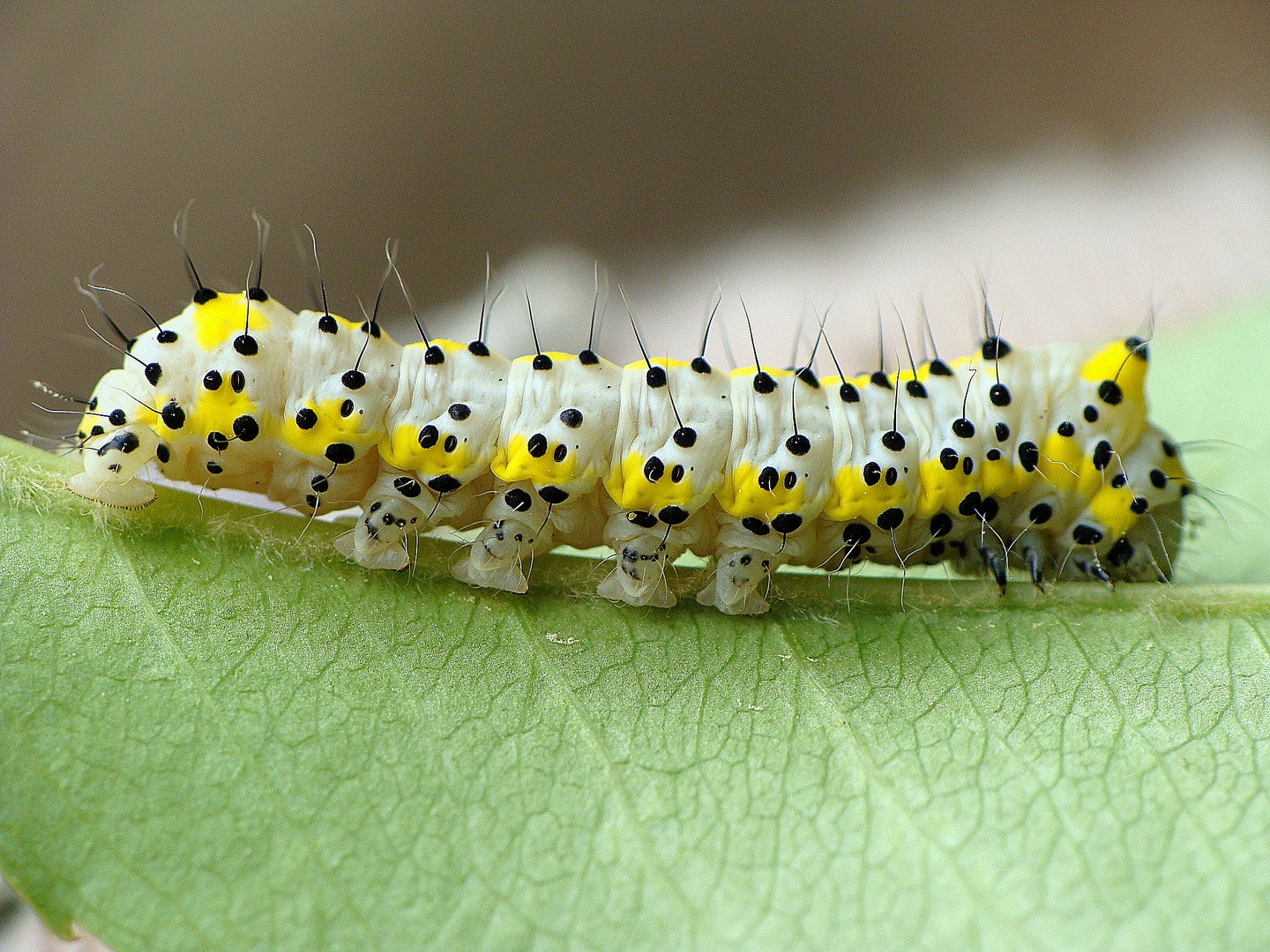 Diloba caeruleocephala