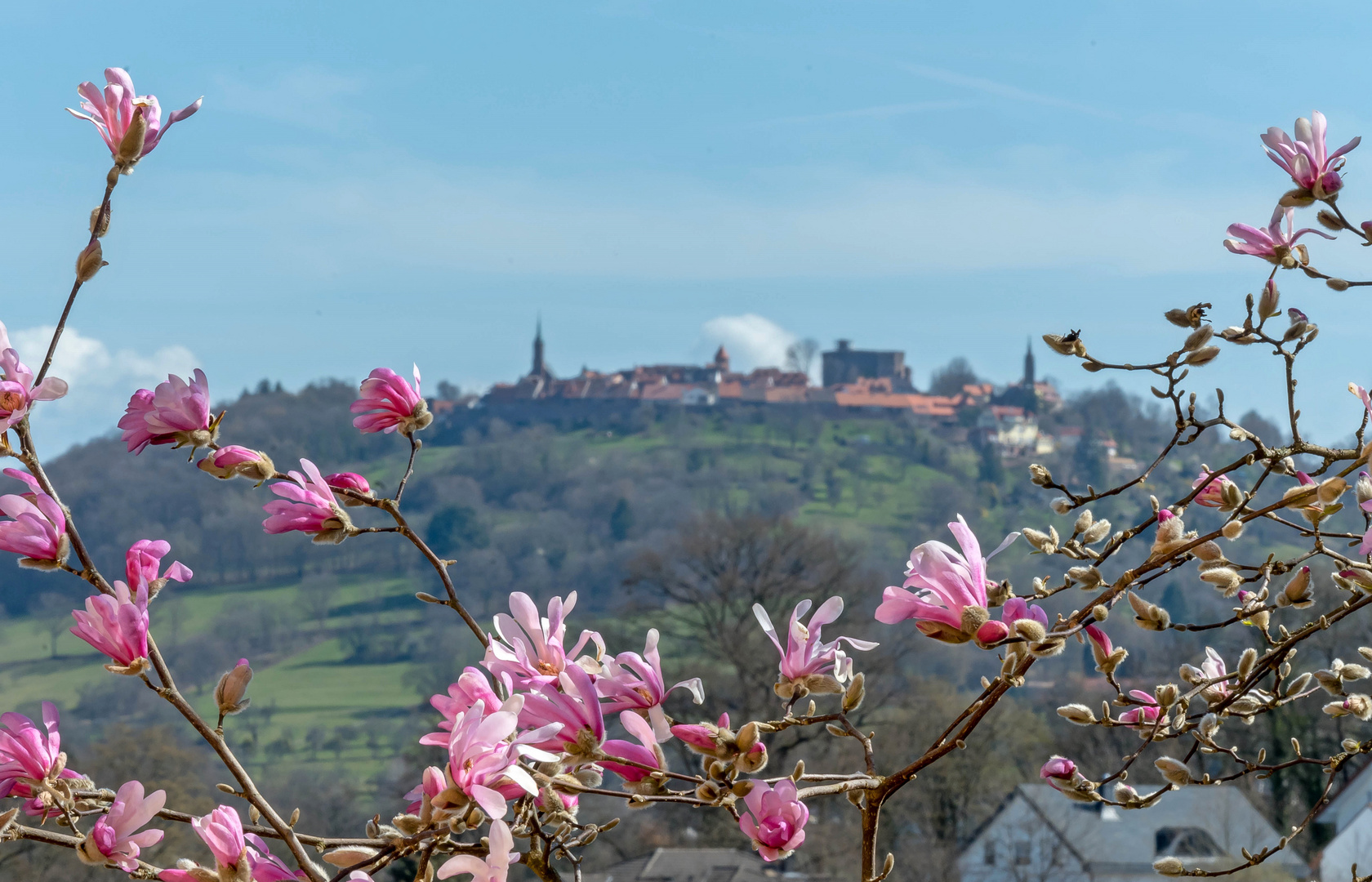 Dilsberg und Magnolie