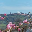 Dilsberg und Magnolie