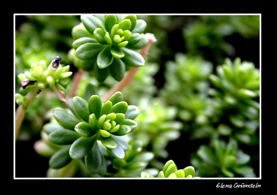 Dilución en verde