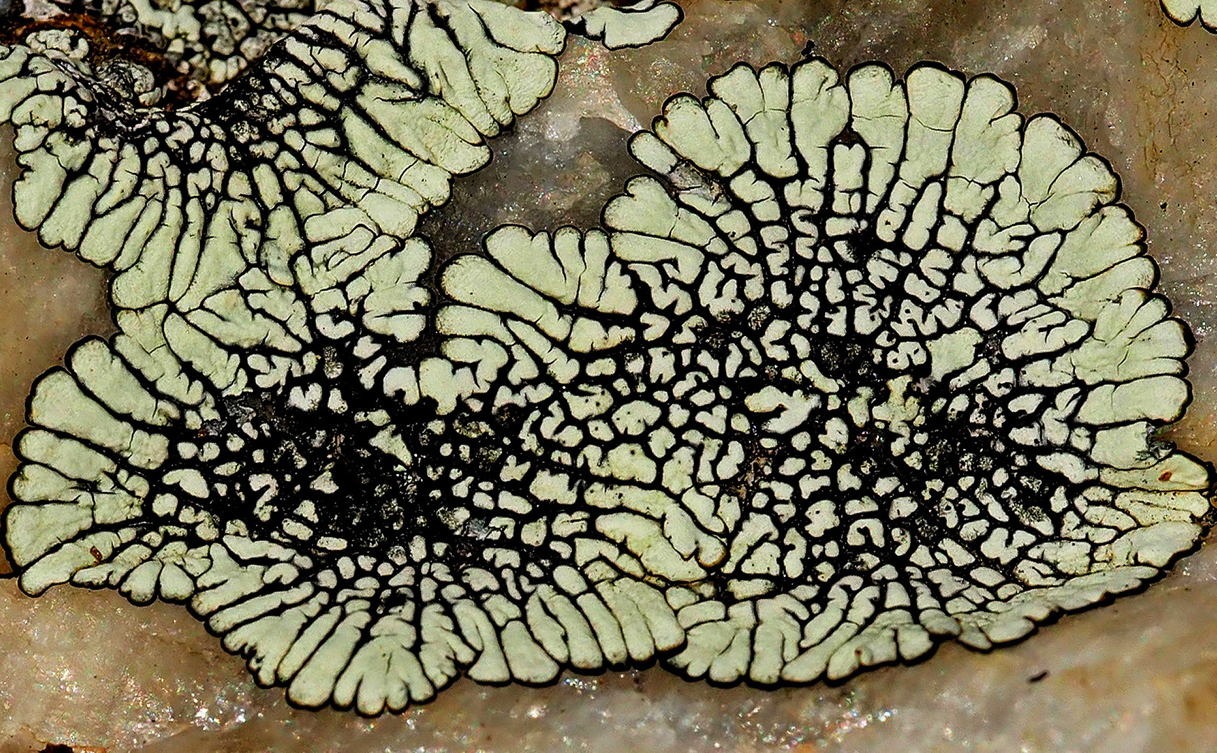 Dimelaena oreina, ein fantastisches Flechtengebilde! - Un lichen très très rare...