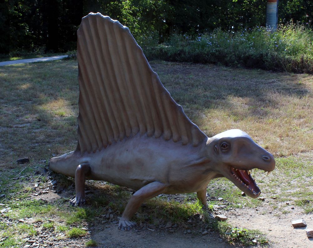 Dimetrodon heißt der Kleine