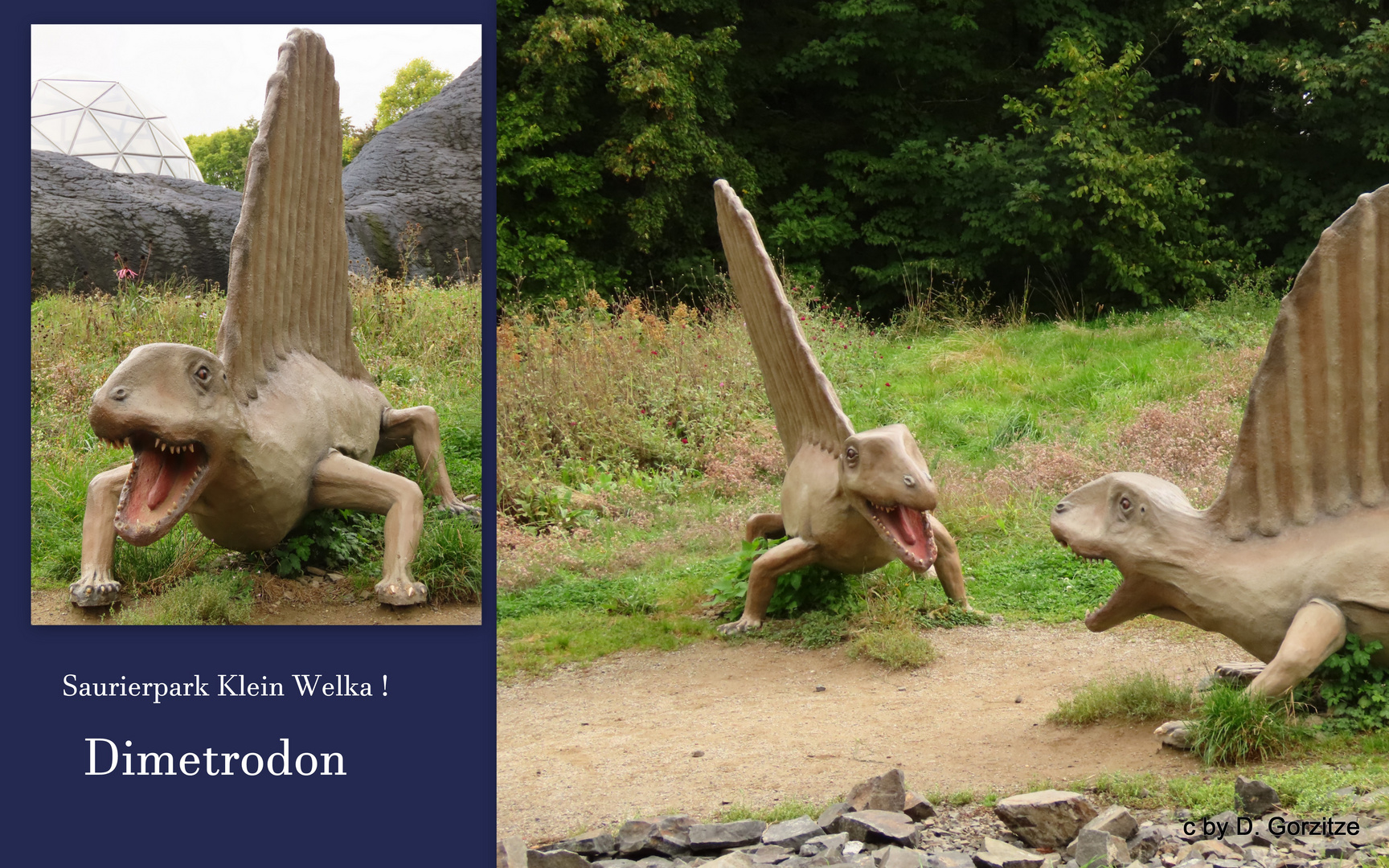 Dimetrodon im Saurierpark Klein Welka !