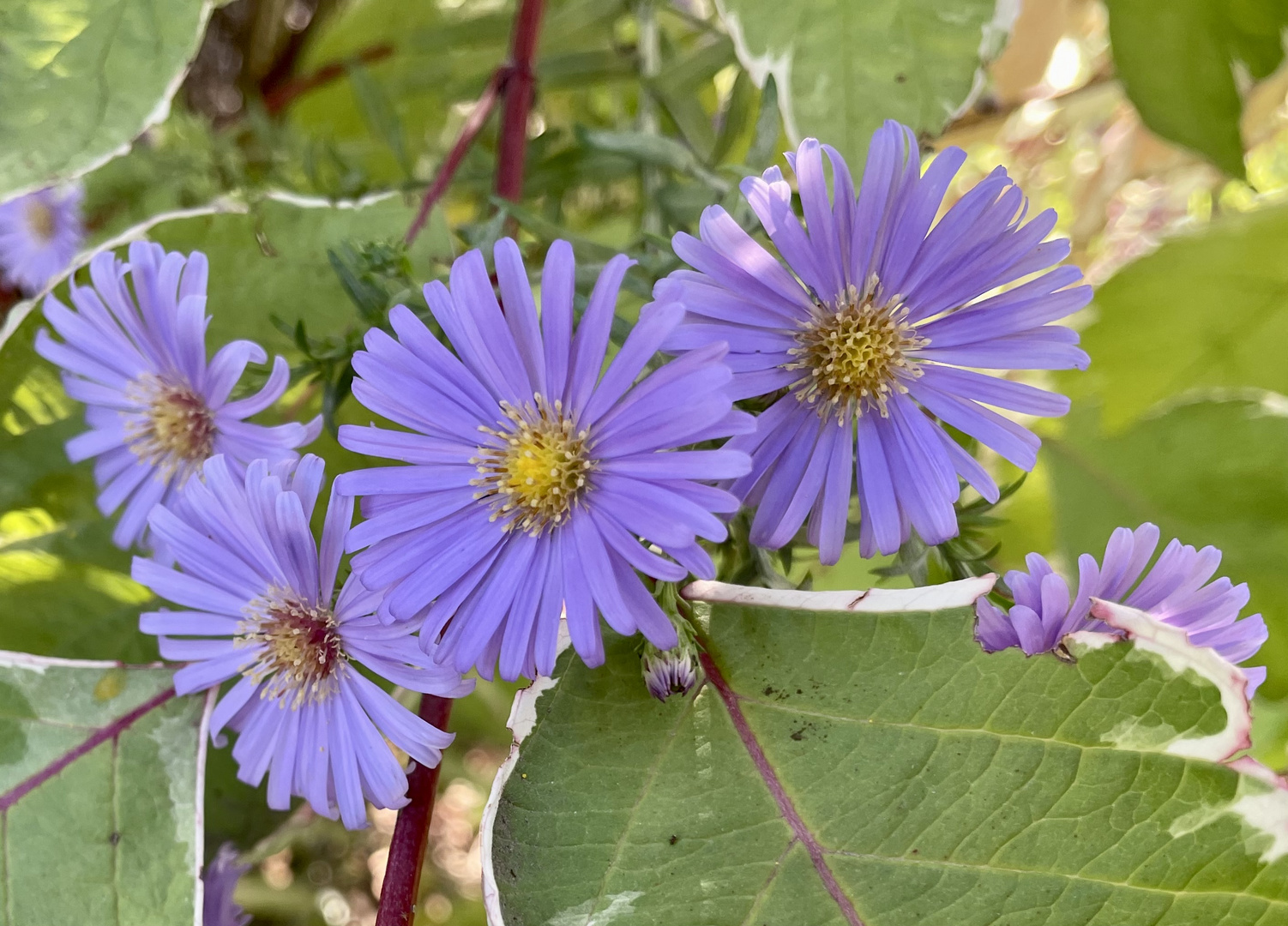 … DiMiDo Blümchen …