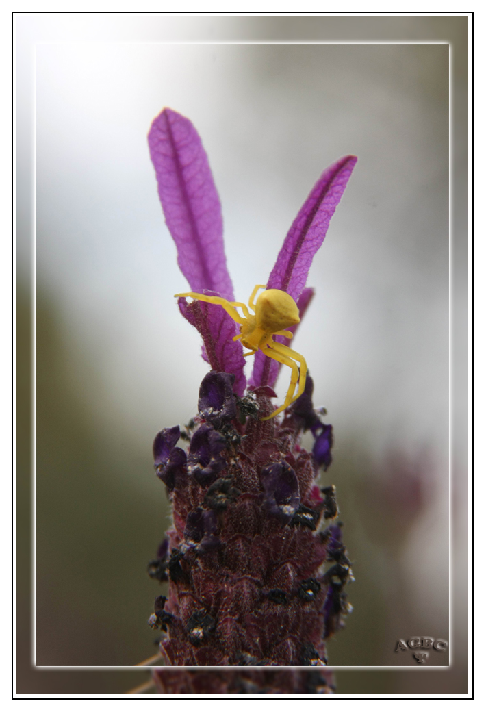 Diminuta arañita amarilla en flor morada de lavanda