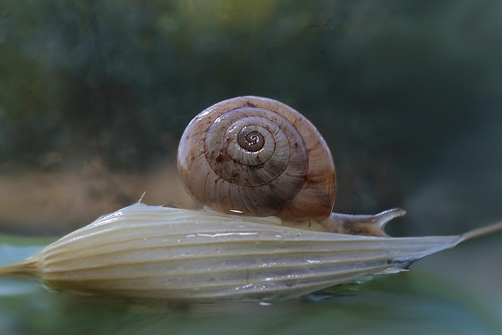 Diminuto caracol, en una semilla de avena