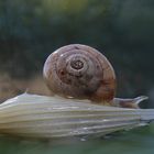 Diminuto caracol, en una semilla de avena