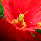 diminutos saltamontes en hibisco rojo