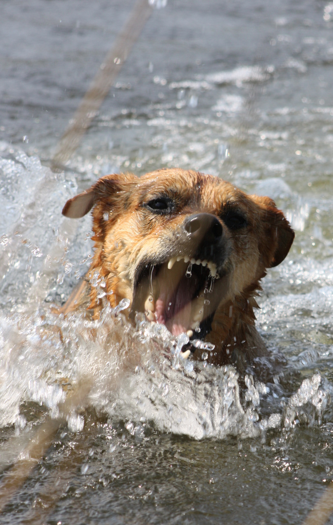 Dina beim Wasserfangen im See :)