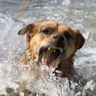 Dina beim Wasserfangen im See :)