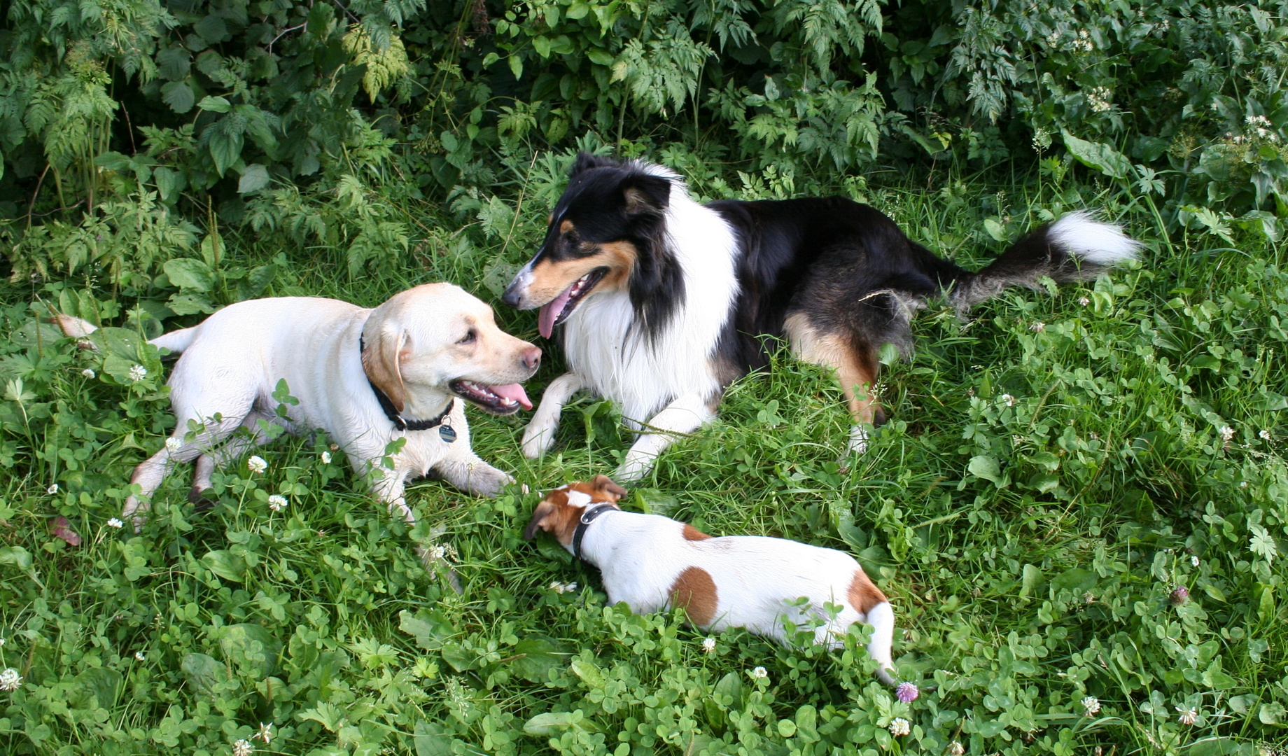 Dina, Blacky und Pünktchen