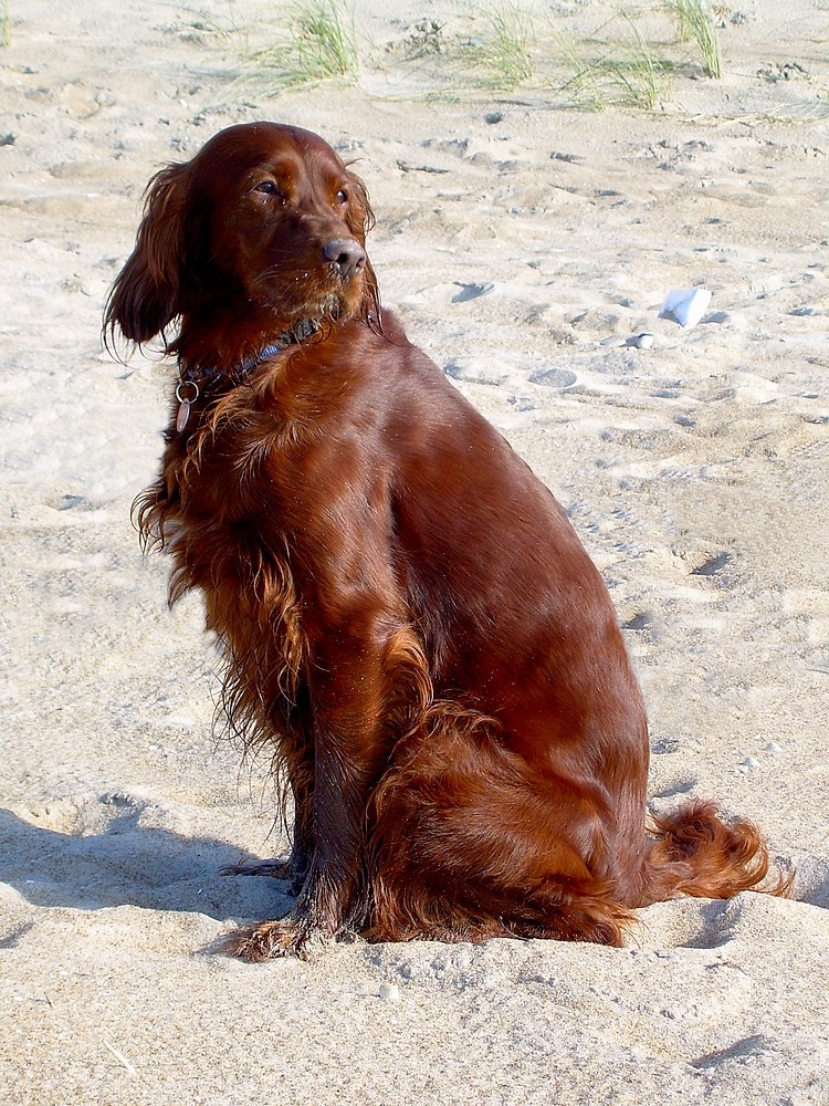 Dina sitzt im Sand