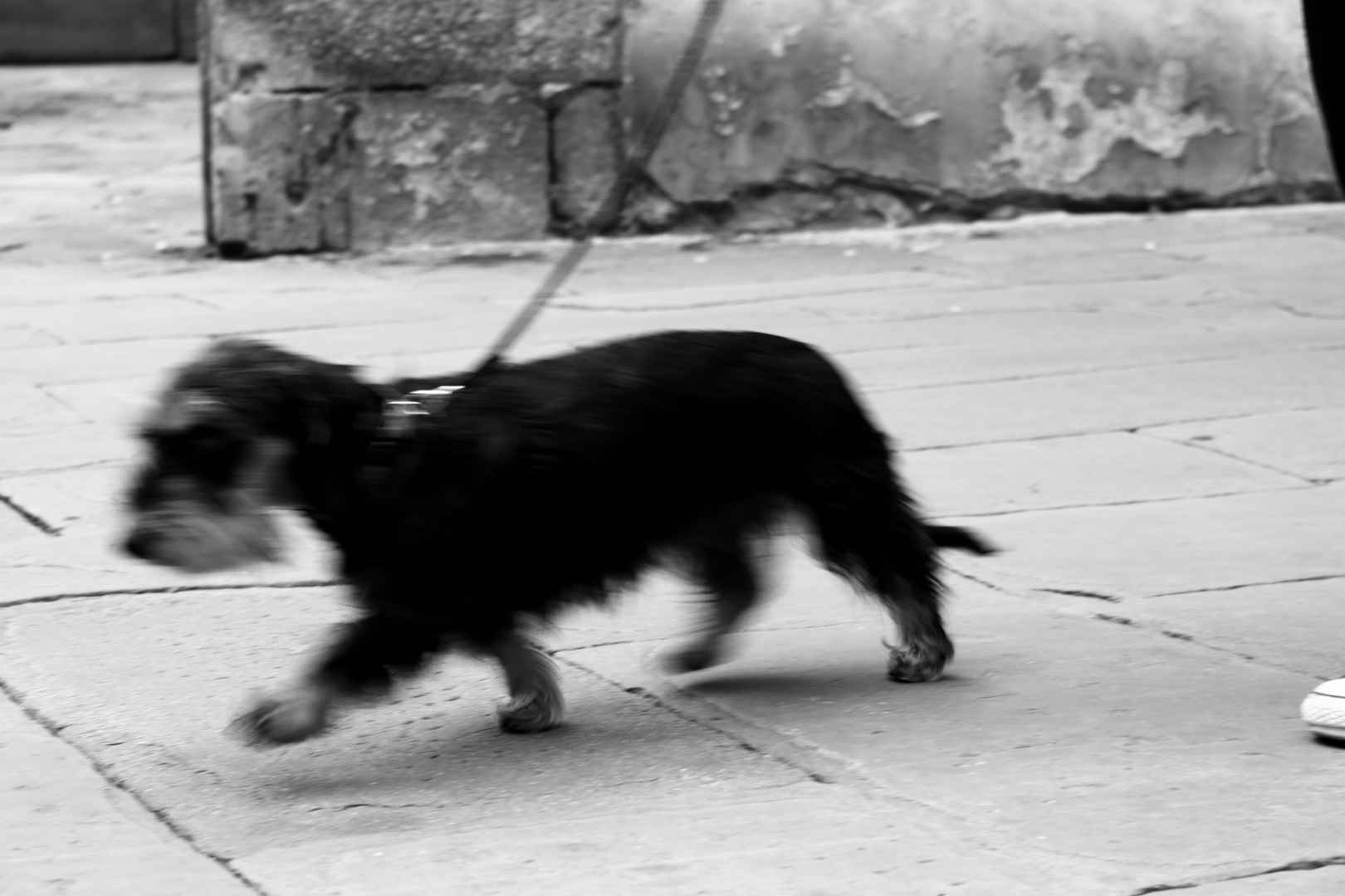 dinamismo di un cane al guinzaglio, Giacomo Balla REINTERPRETAZIONE