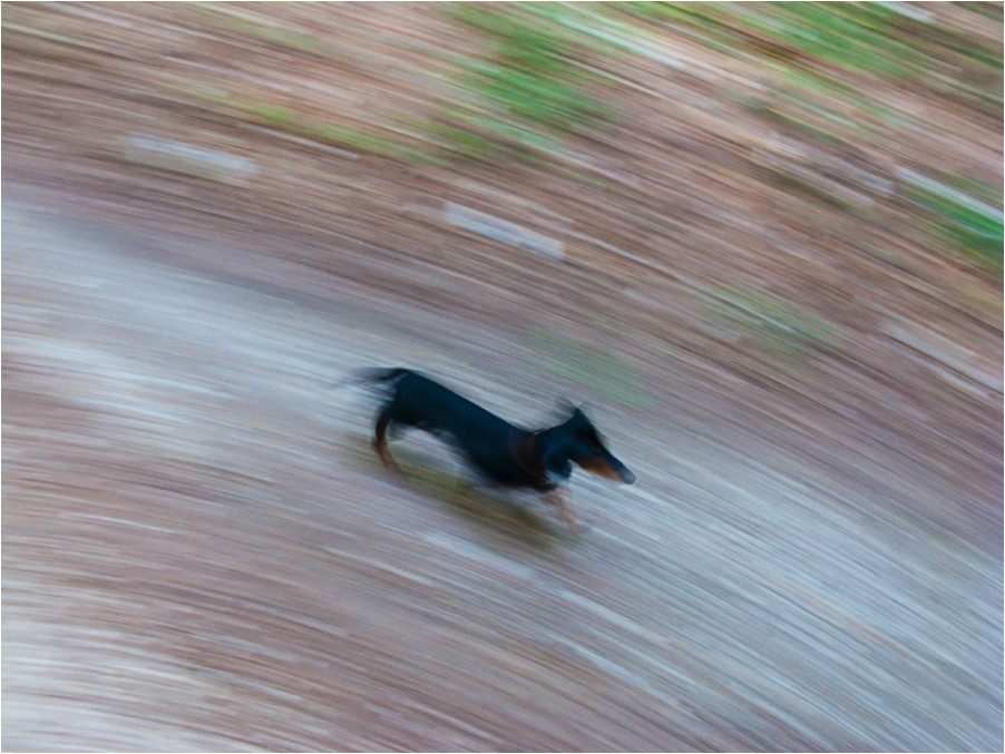 Dinamismo di un cane sciolto (Gianluca D'Elia, 2009)