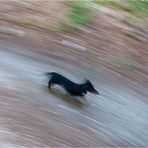 Dinamismo di un cane sciolto (Gianluca D'Elia, 2009)