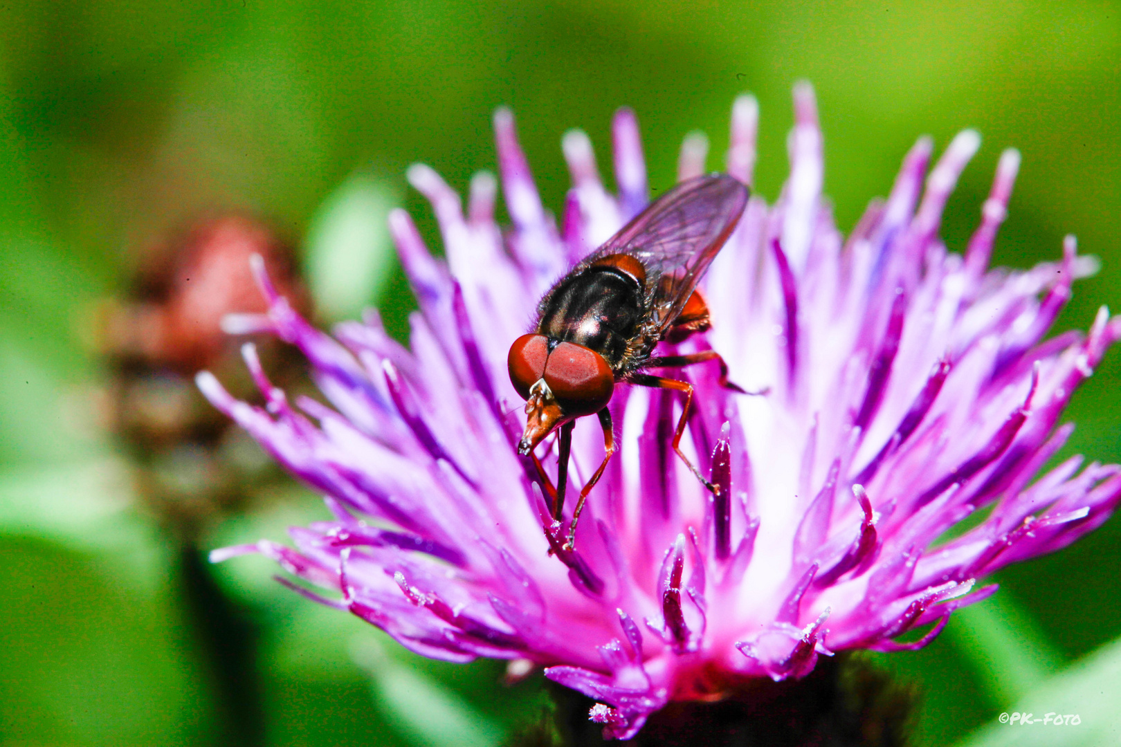 Diner auf der Distel