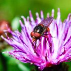 Diner auf der Distel