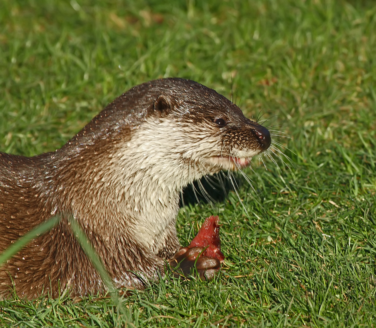 "Diner for one"