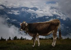 Ding-Dong auf der Alm