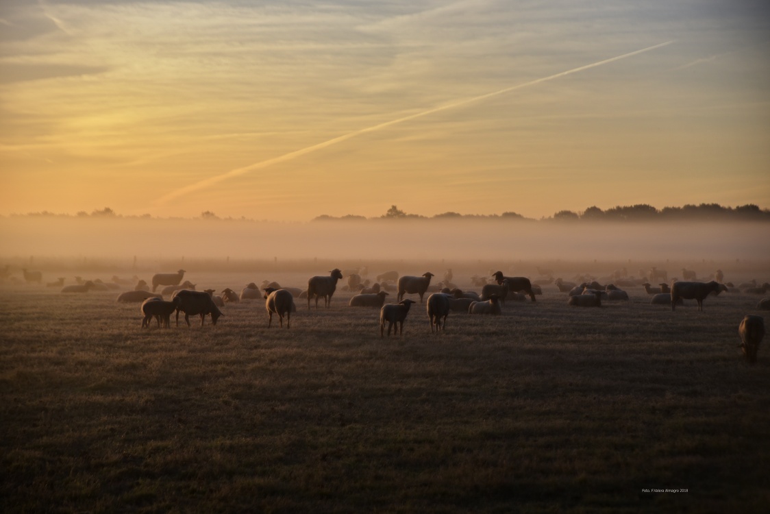 Dingdener Heide