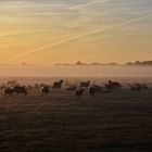 Dingdener Heide