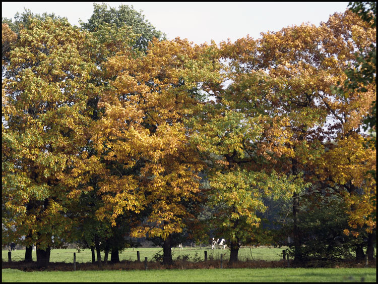 Dingdener Heide Herbst 2008 (1)