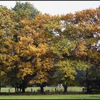 Dingdener Heide Herbst 2008 (1)