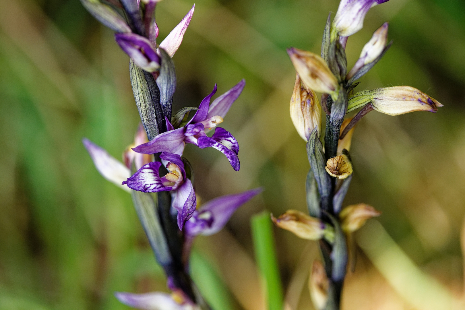 Dingel (Limodorum abortivum)