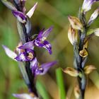 Dingel (Limodorum abortivum)