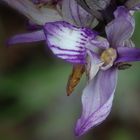 Dingel Orchidee