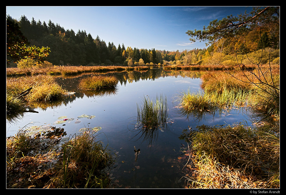 Dingelsdorfer Ried