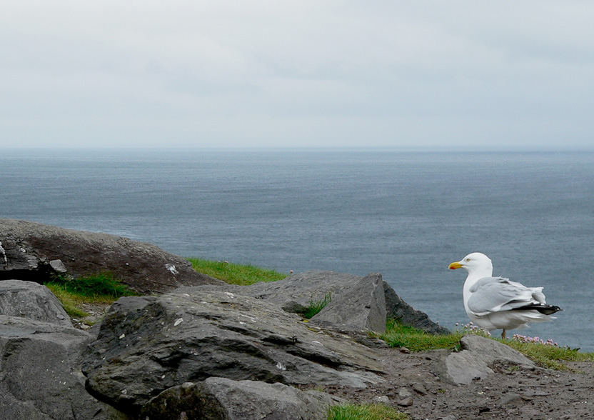 dingle bay