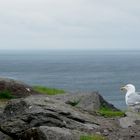 dingle bay