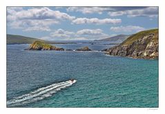 - Dingle Sea Safari -