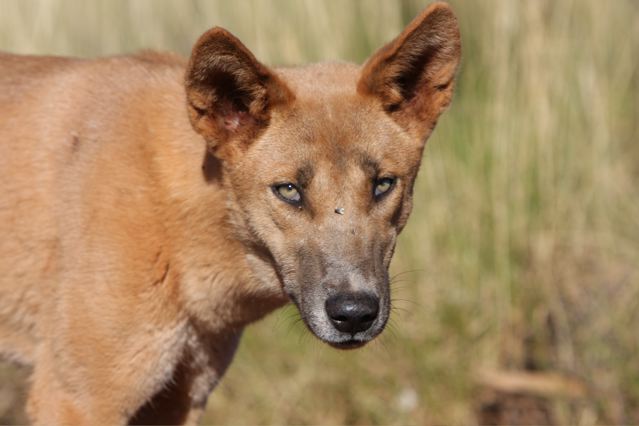 Dingo