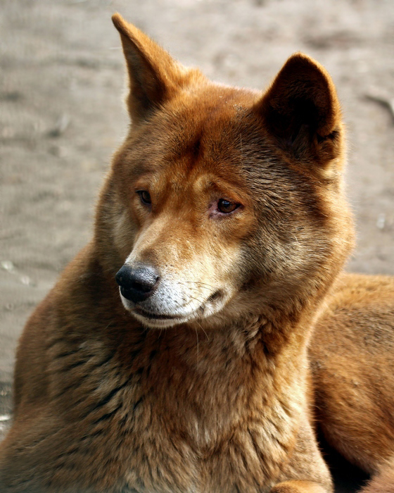 DINGO