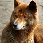 DINGO