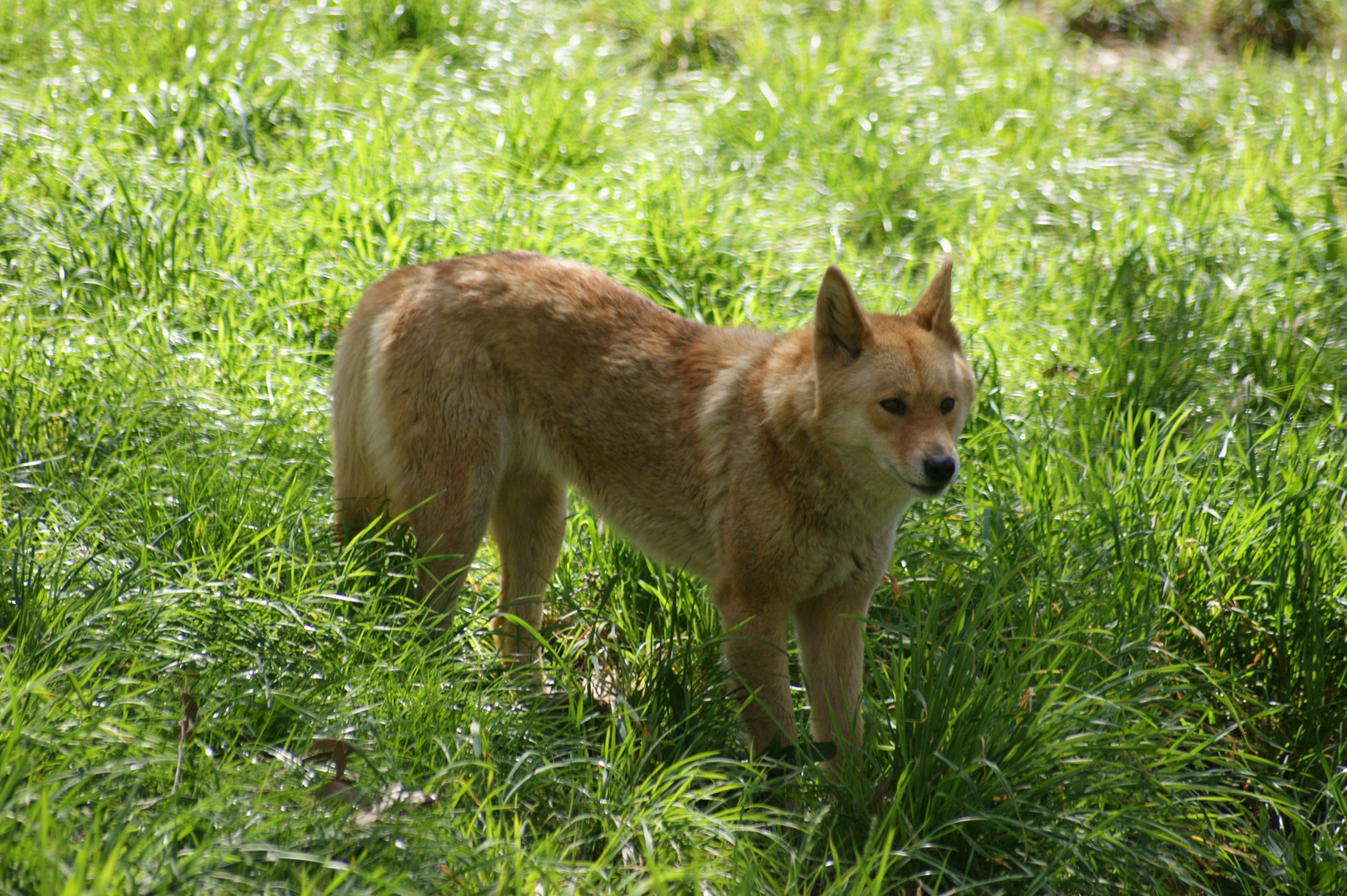 Dingo