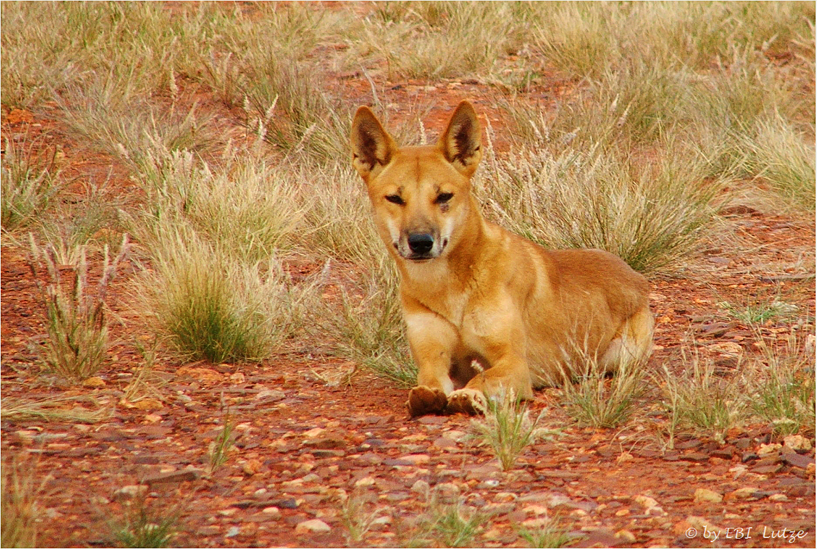 *** Dingo / at Henbury Meteorites Cons. Park ***