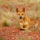 *** Dingo / at Henbury Meteorites Cons. Park ***