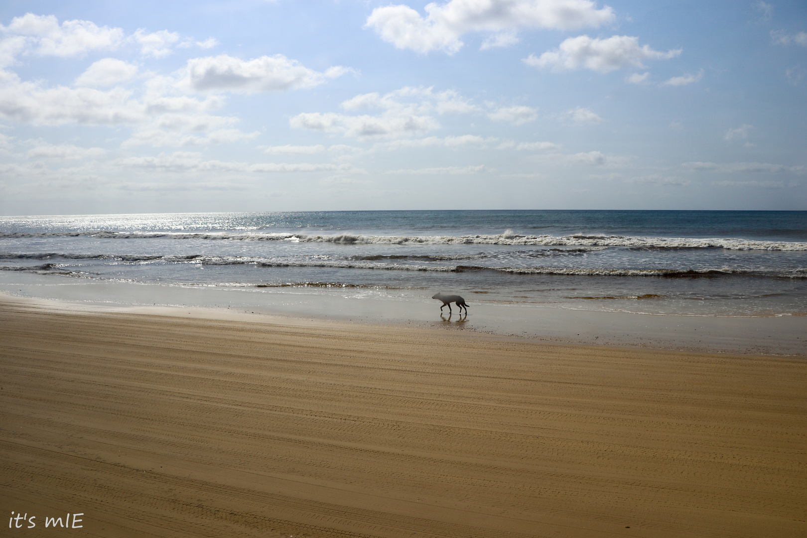 Dingo auf Fraser Island