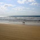 Dingo auf Fraser Island