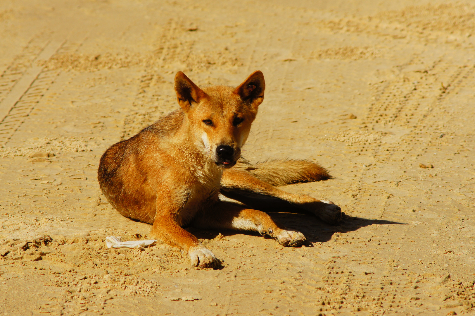 Dingo auf Fraser Island