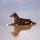 Dingo auf Fraser Island