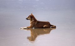 Dingo auf Fraser Island