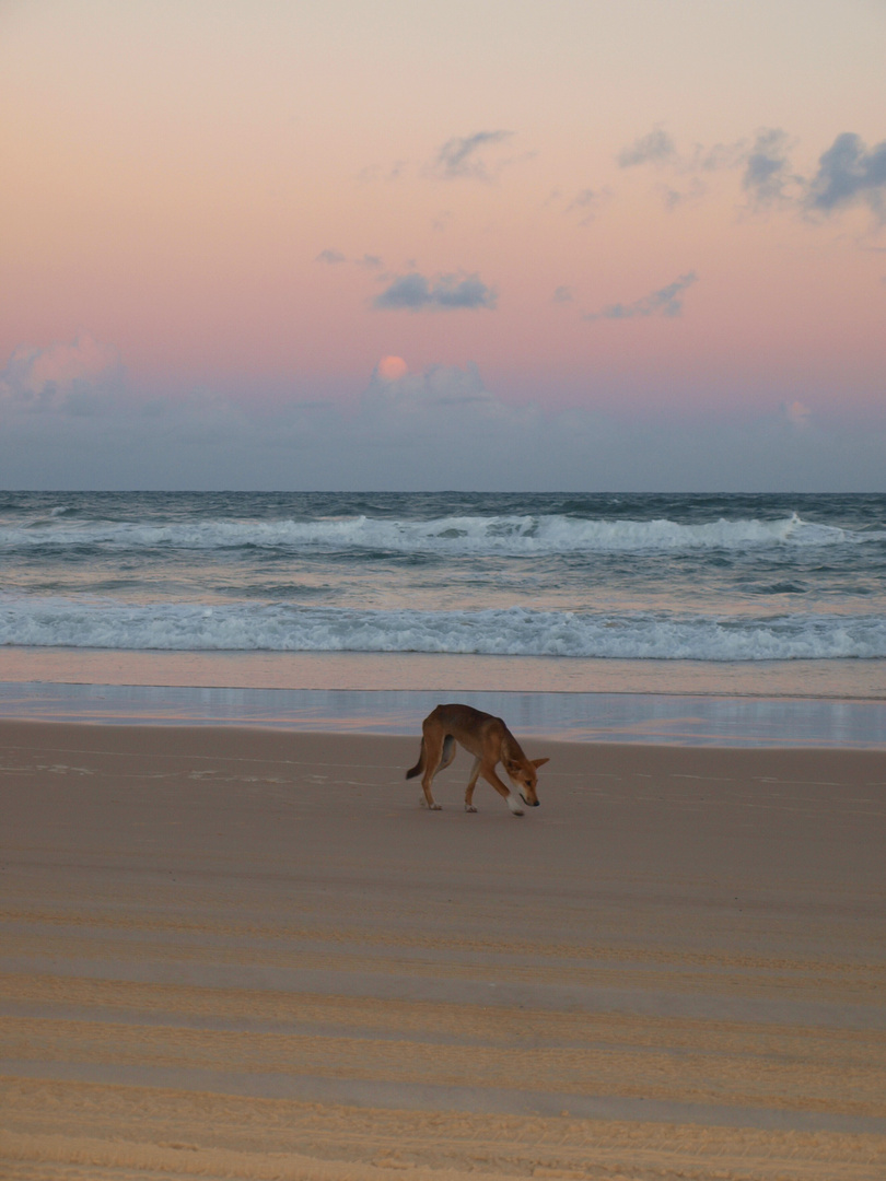 Dingo bei Sonnenaufgang