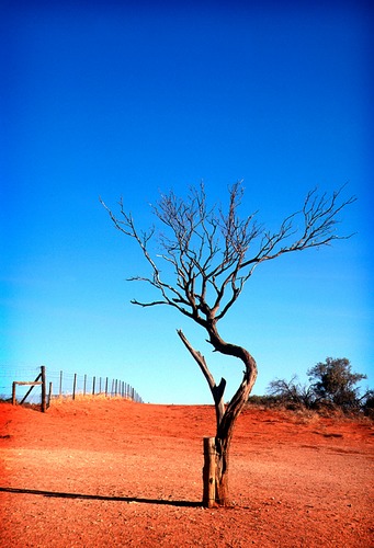 Dingo Fence