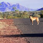 *** Dingos at our Campsite ***