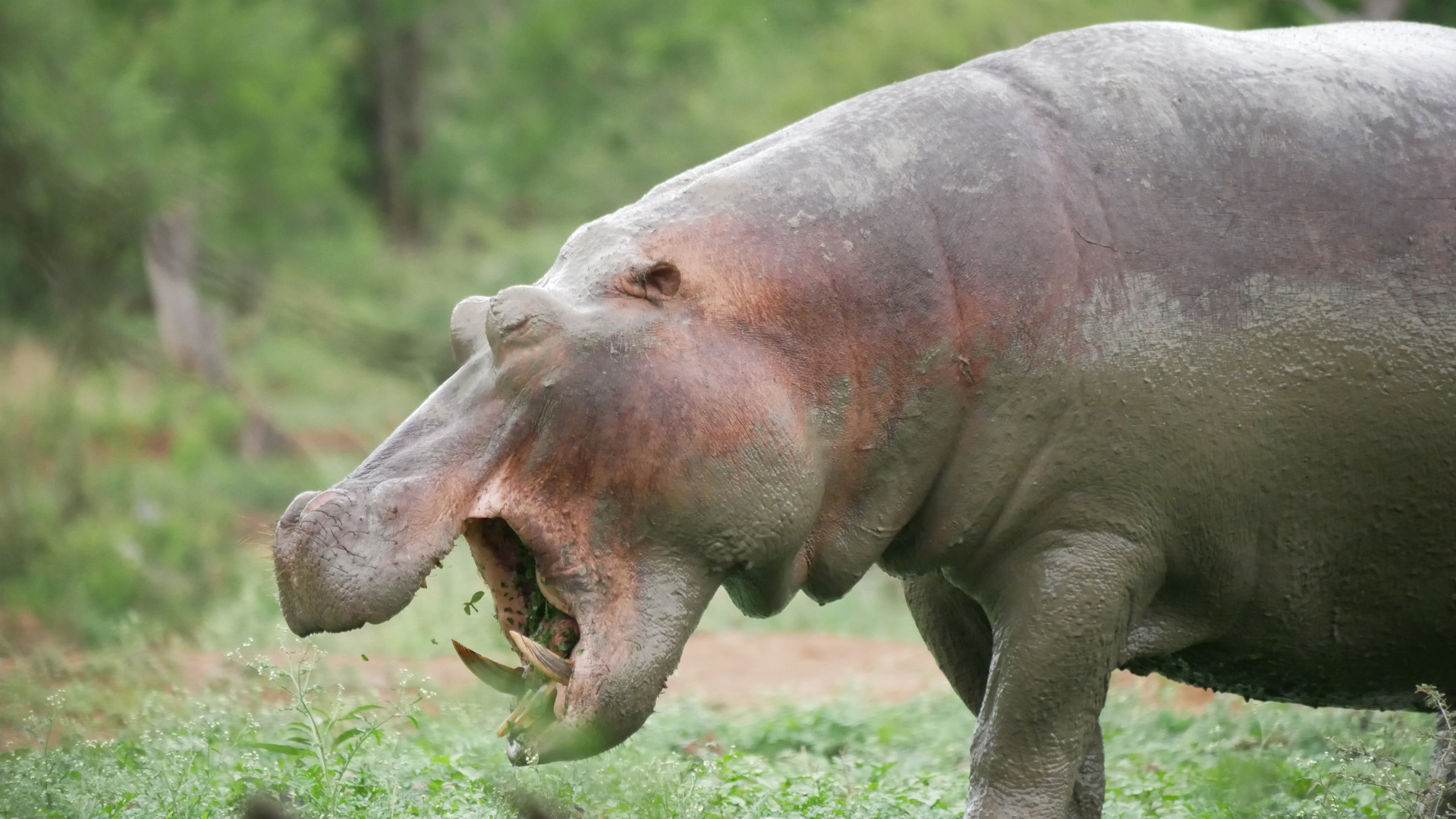 Dining Rhino