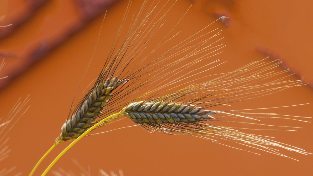 Dinkel Foto &amp; Bild | deutschland, europe, bayern Bilder auf fotocommunity